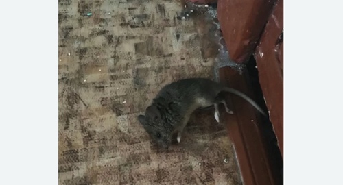 Дезинфекция от мышей в Смоленске